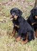 Small Photo #5 Rottweiler Puppy For Sale in WESLEY, AR, USA