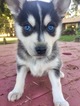 Small Photo #3 Alaskan Klee Kai Puppy For Sale in AUMSVILLE, OR, USA
