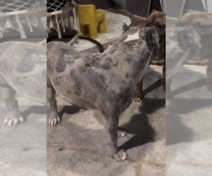 Father of the American Pit Bull Terrier puppies born on 04/29/2026