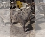 Small Photo #1 American Pit Bull Terrier Puppy For Sale in NATIONAL HARBOR, MD, USA
