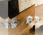 Small Photo #1 Aussiedoodle Miniature  Puppy For Sale in VANCOUVER, WA, USA