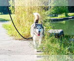 Small Photo #9 Huskies -Unknown Mix Puppy For Sale in Omaha, NE, USA