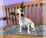 Small #2 Chihuahua Mix