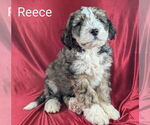 Puppy Reece Bernedoodle