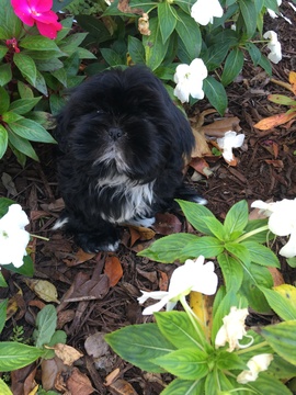 Medium Photo #1 Shih Tzu Puppy For Sale in PEMBROKE PINES, FL, USA