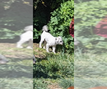 Small #2 Maltipoo (Miniature)