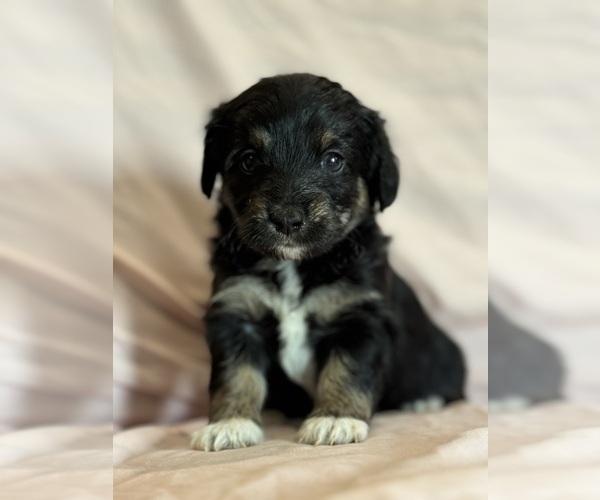 Medium Photo #7 Corgipoo Puppy For Sale in LONGMONT, CO, USA