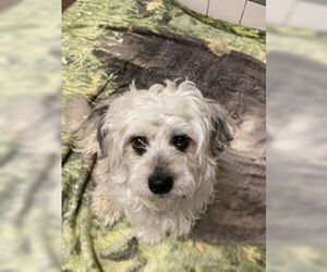 Maltese Dogs for adoption in Salinas, CA, USA