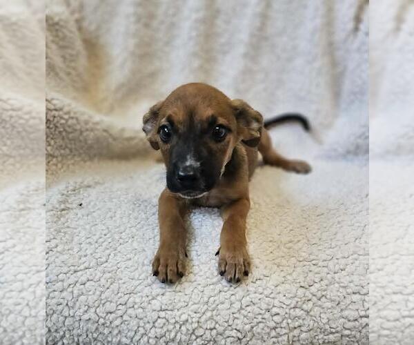 Medium Photo #3 Black Mouth Cur-Unknown Mix Puppy For Sale in Rockwall, TX, USA
