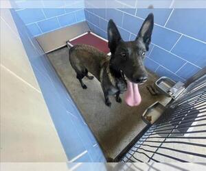 Mutt Dogs for adoption in Norco, CA, USA