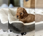 Small Photo #1 Miniature Labradoodle Puppy For Sale in BRADENTON, FL, USA