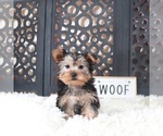Small #1 Yorkshire Terrier