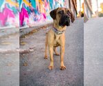 Small Photo #1  Puppy For Sale in , 
