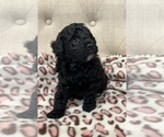 Small #2 Poodle (Miniature)
