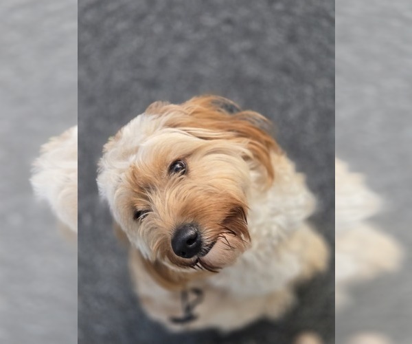 Medium Photo #2 Goldador Doodle Puppy For Sale in ORLANDO, FL, USA