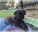 Small #2 Labrador Retriever Mix
