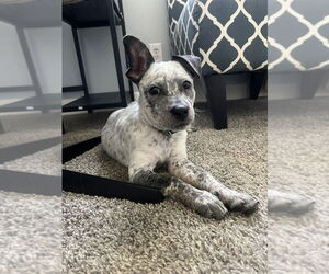 Mutt Dogs for adoption in Aurora, IN, USA