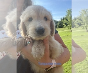 Goldendoodle Puppy for sale in BLAKESBURG, IA, USA