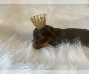 Yorkshire Terrier Puppy for sale in LOCUST GROVE, GA, USA