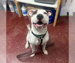 Small #12 American Pit Bull Terrier Mix