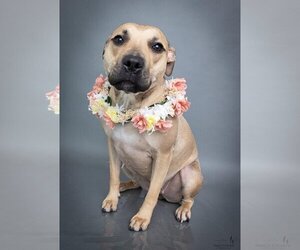 American Staffordshire Terrier-Black Mouth Cur Mix Dogs for adoption in The Woodlands, TX, USA