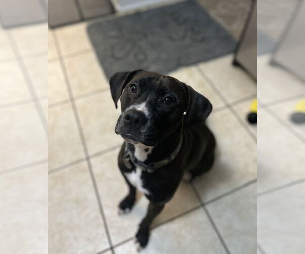 Medium Photo #1 Mutt Puppy For Sale in Plainfield, IL, USA