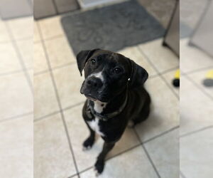 Mutt Dog for Adoption in Plainfield, Illinois USA