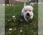 Small Photo #10 Labrador Retriever Puppy For Sale in KEEDYSVILLE, MD, USA