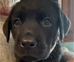 Puppy Puppy 3 Gray Labrador Retriever
