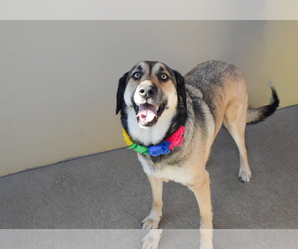 Medium Photo #3 Mutt Puppy For Sale in McKinney, TX, USA