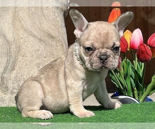 Medium Photo #6 French Bulldog Puppy For Sale in CLINTON, NJ, USA