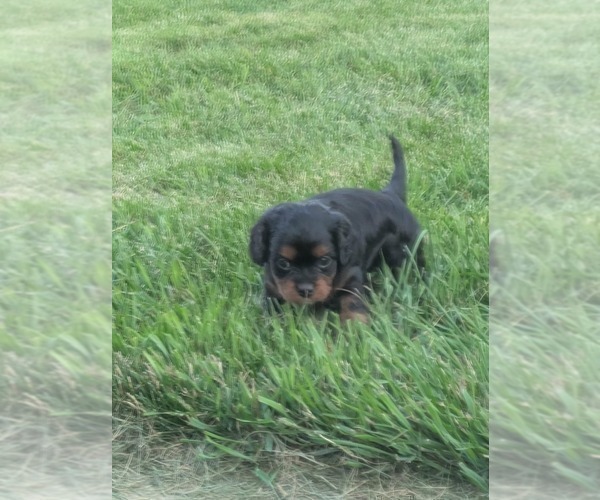 Medium Photo #1 Cavapoo (Miniature) Puppy For Sale in SAINT FRANCIS, MN, USA
