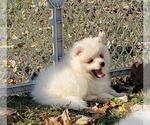 Small Photo #3 Alaskan Klee Kai-Pomsky Mix Puppy For Sale in JOICE, IA, USA