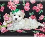 Small Photo #3 Maltese Puppy For Sale in ATGLEN, PA, USA