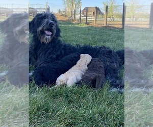 Mother of the Bernedoodle-Golden Mountain Dog Mix puppies born on 04/09/2022
