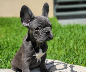 French Bulldog Dog for Adoption in GAINESVILLE, Florida USA