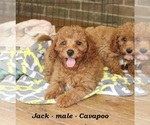 Small #1 Cavapoo