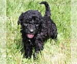 Small Photo #3 Saint Berdoodle Puppy For Sale in CLAYTON, WA, USA