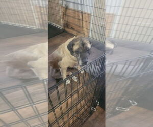 Franny - Medical Hold - Female Mastiff Dog for Adoption - Photo #2
