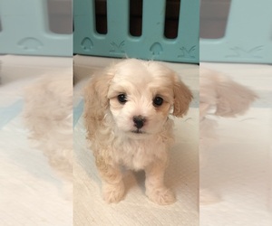 Maltipoo (Miniature) Puppy for sale in DOUGLAS, GA, USA