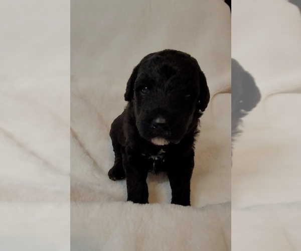 Medium Photo #3 Labradoodle Puppy For Sale in MORTON, PA, USA