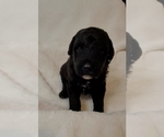 Small Photo #3 Labradoodle Puppy For Sale in MORTON, PA, USA