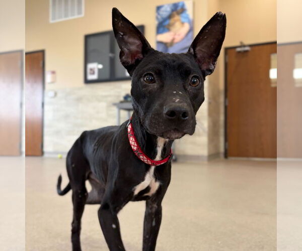 Medium Photo #2 Mutt Puppy For Sale in Jefferson, WI, USA