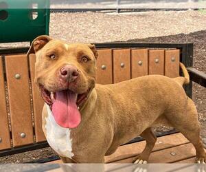 Mutt Dogs for adoption in Orange, CA, USA