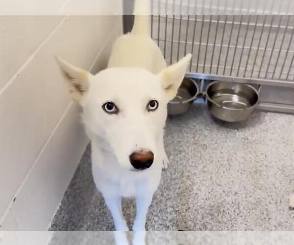 Medium Photo #2 Huskies -Unknown Mix Puppy For Sale in Houston, TX, USA