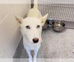 Small #1 Huskies  Mix