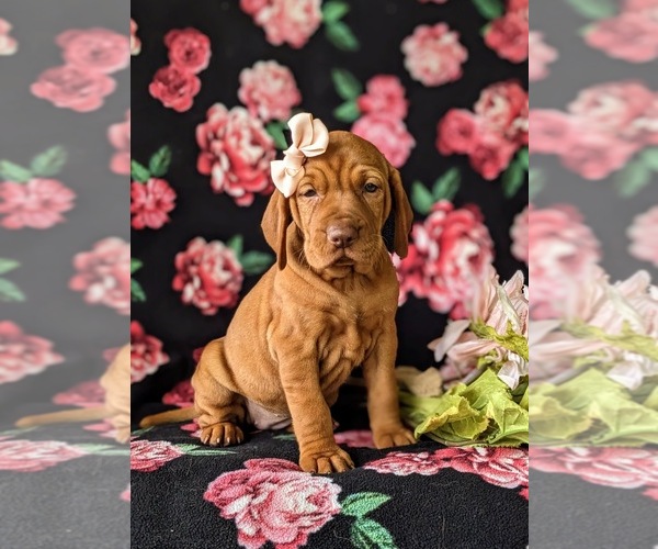 Medium Photo #3 Vizsla Puppy For Sale in KINZERS, PA, USA