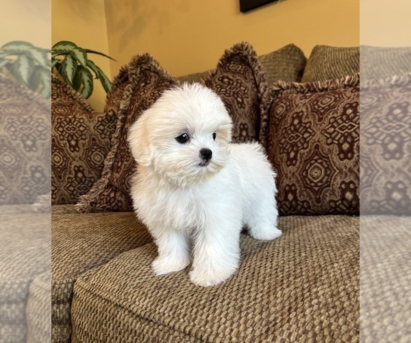 Medium Photo #5 Mal-Shi Puppy For Sale in NOBLESVILLE, IN, USA