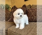 Teddy - Male Mal-Shi Puppy for Sale - Photo #5