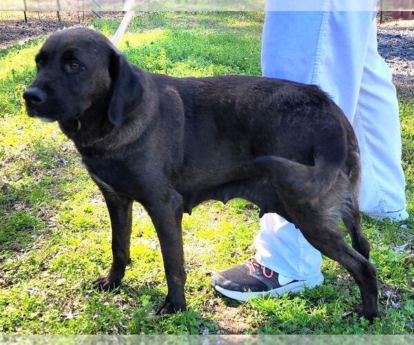 Medium Photo #4 Labrador Retriever-Unknown Mix Puppy For Sale in Wetumpka, AL, USA